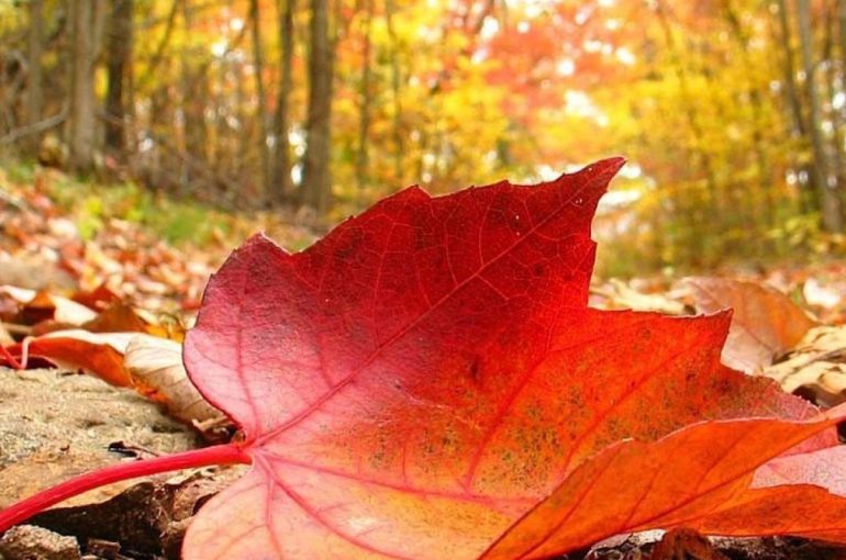 پادشاه فصل ها پاییز!