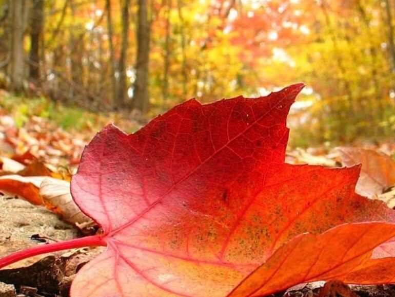 پادشاه فصل ها پاییز!